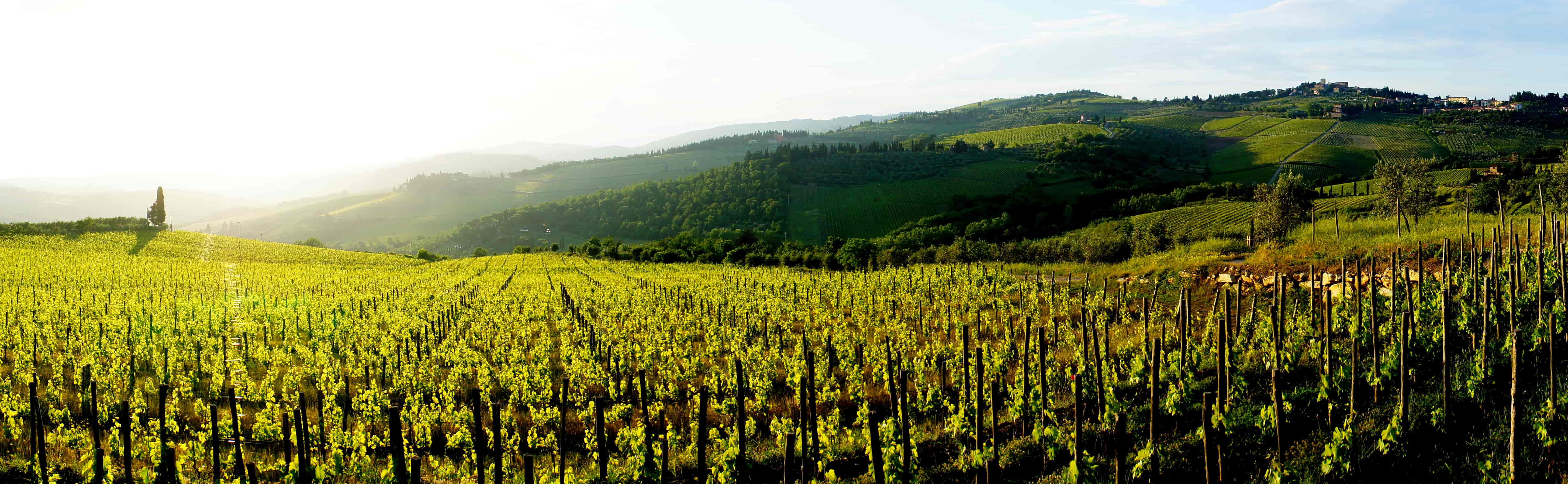 italiensk vinmark i forårsgrønne farver
